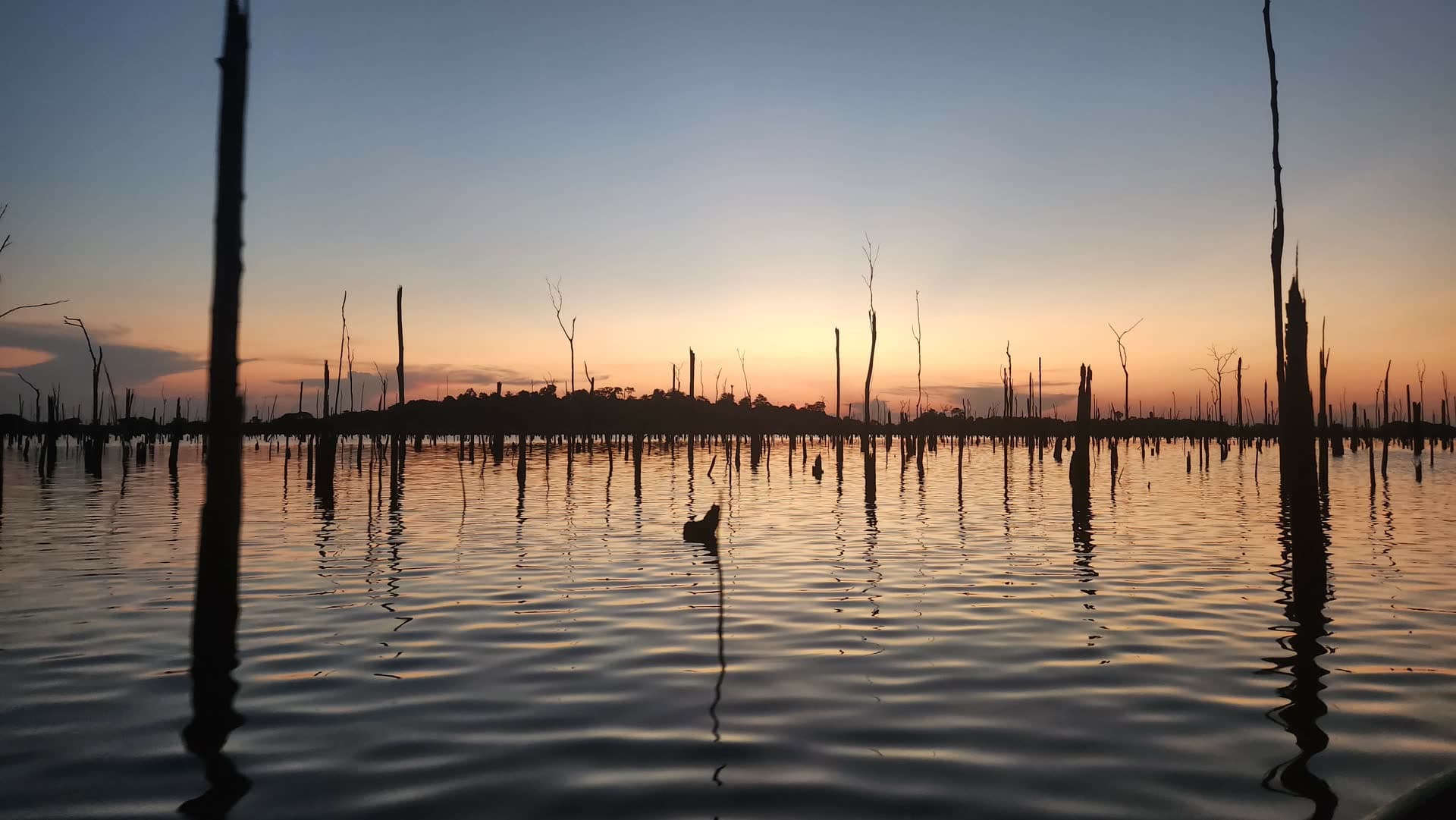Flooded forest at sunset reflected on the water, in an Amazon reservoir