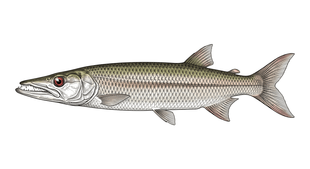 Bicuda