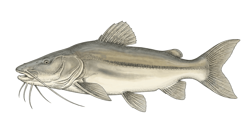Jaú