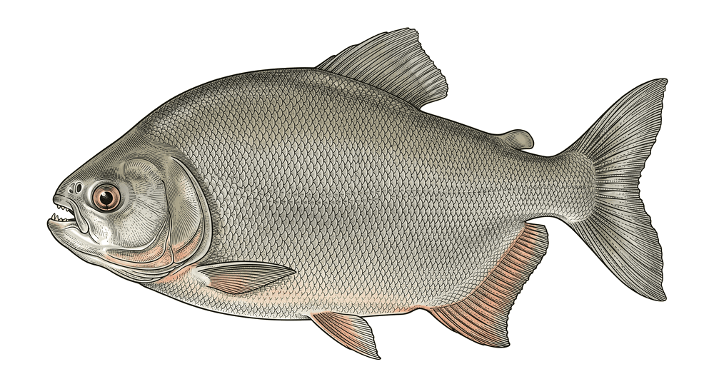 Pacu