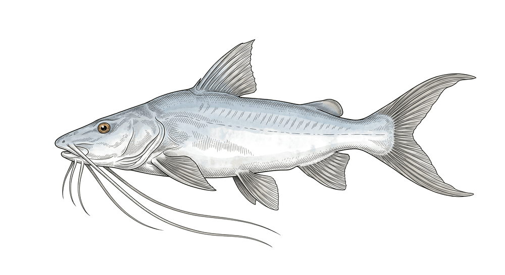 Piranambu