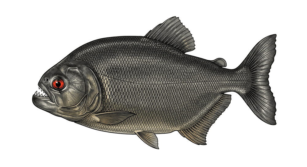 Piranha Preta