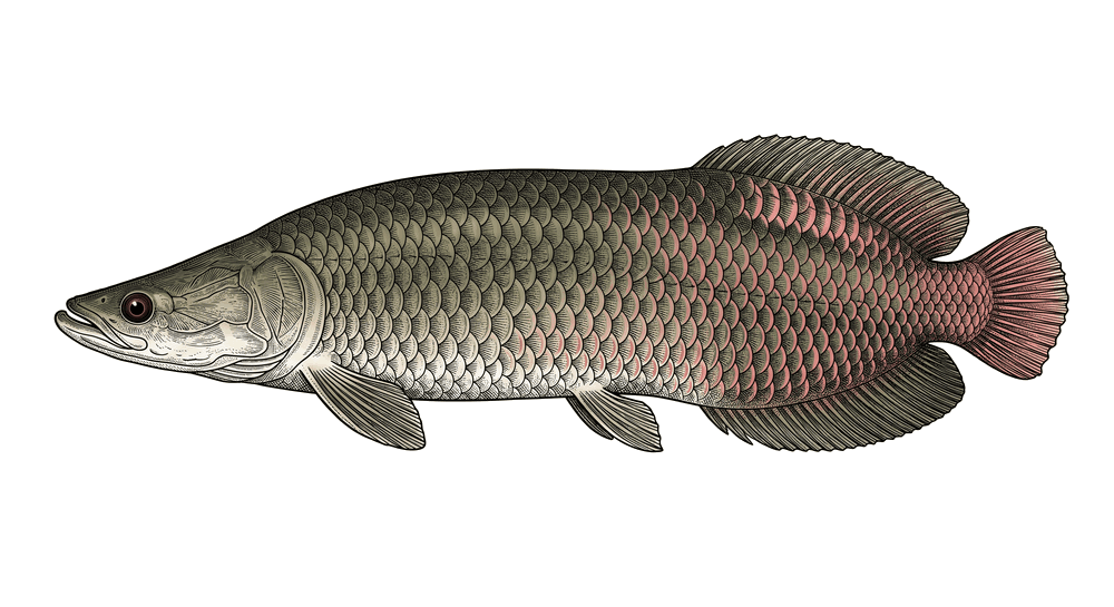 Arapaima