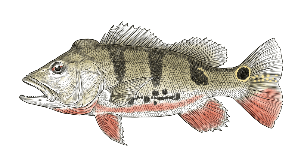 Butterfly peacock bass