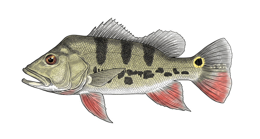 Popoca peacock bass